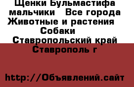 Щенки Бульмастифа мальчики - Все города Животные и растения » Собаки   . Ставропольский край,Ставрополь г.